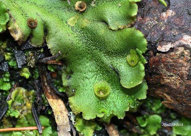 porastnica Marchantia polymorpha