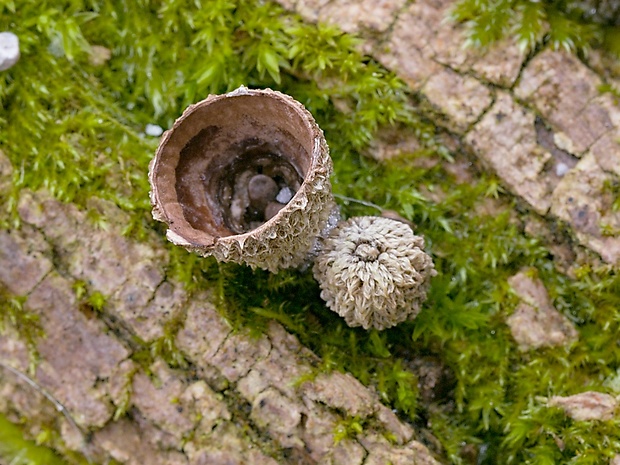 čiaškovec pásikavý Cyathus striatus (Huds.) Willd.