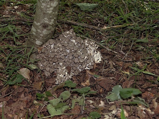 trúdnik klobúčkatý Polyporus umbellatus (Pers.) Fr.