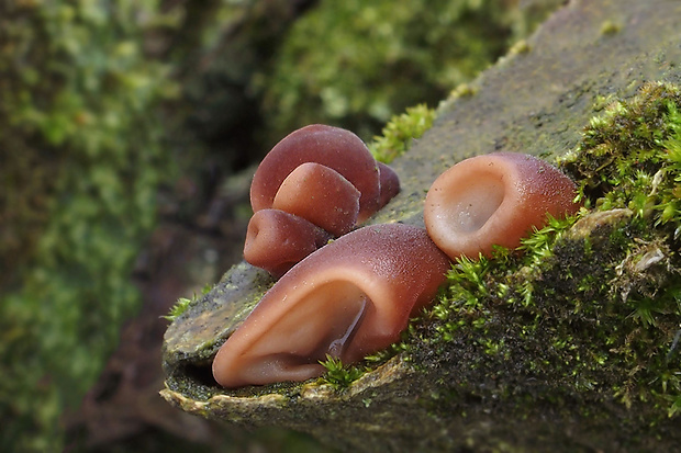 uchovec bazový Auricularia auricula-judae (Bull.) Quél.