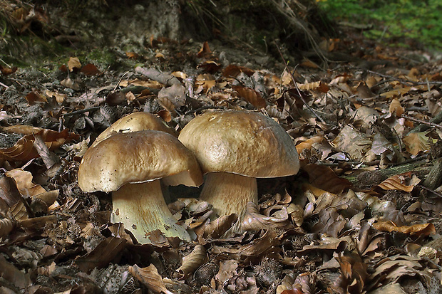 hríb smrekový Boletus edulis Bull.