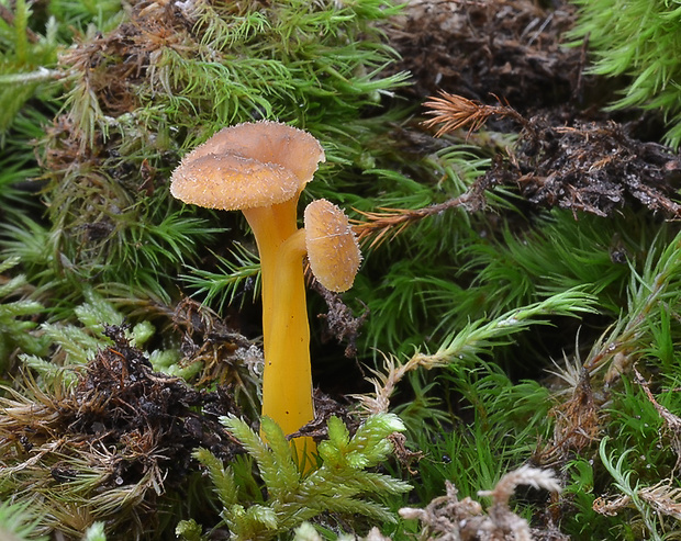 kuriatko lievikovité Craterellus tubaeformis (Fr.) Quél.