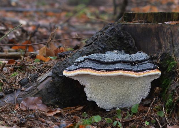 práchnovček pásikavý Fomitopsis pinicola (Sw.) P. Karst.