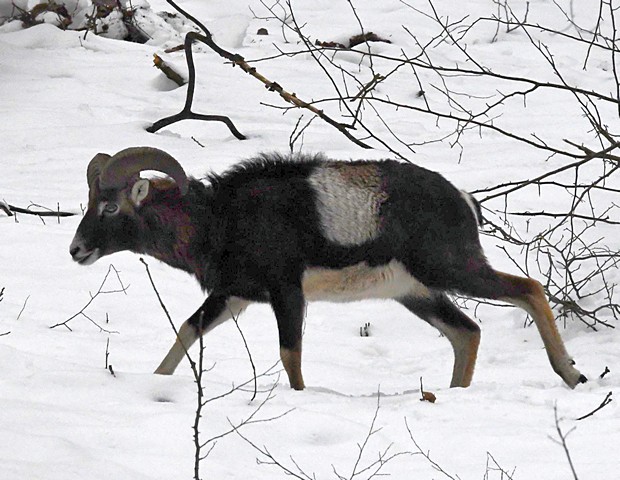 muflón lesný (baran) Ovis orientalis