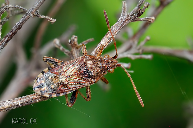 obrúbnica Rhopalus parumpunctatus