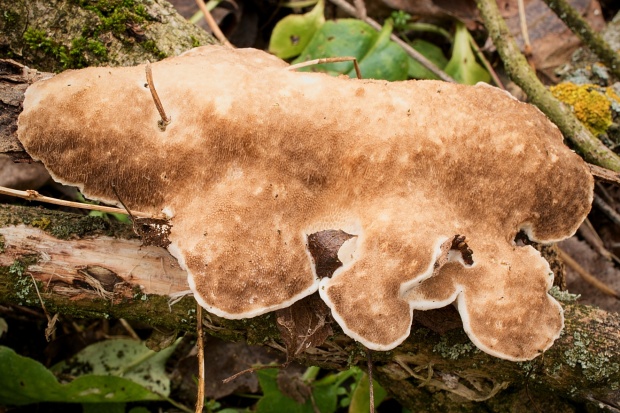 trúdnikovec voňavý Trametes suaveolens (L.) Fr.