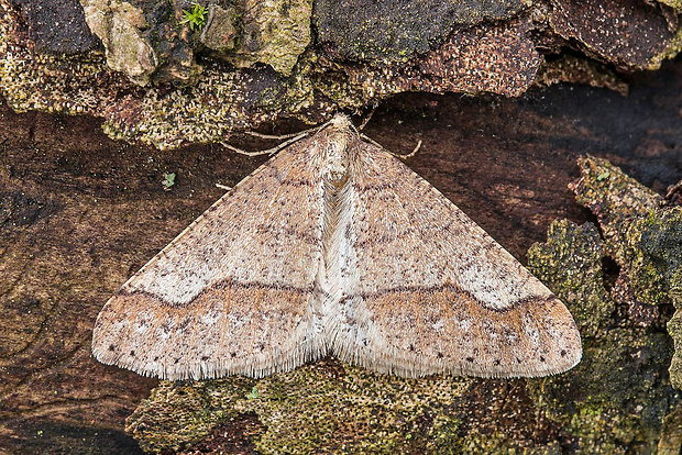 piadivka bodkovaná Agriopis marginaria  Fabricius, 1776