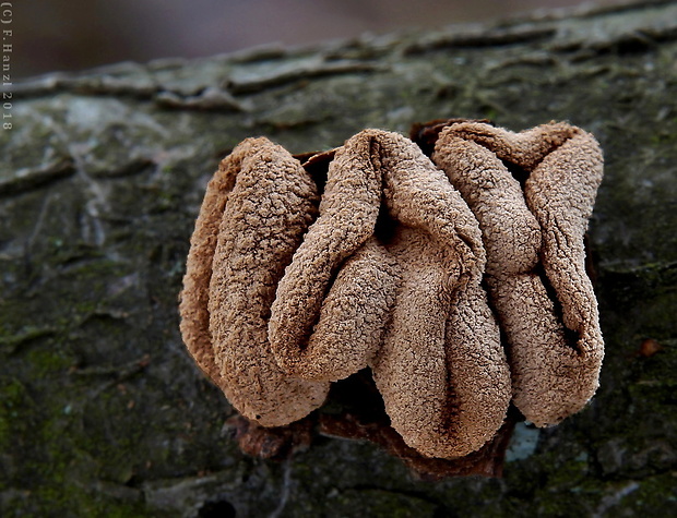 dutinovka otrubnatá Encoelia furfuracea (Roth) P. Karst.