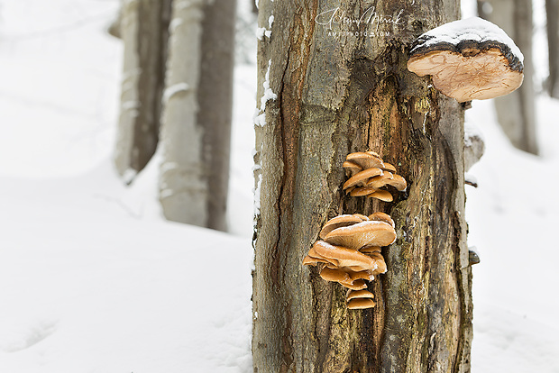 hliva buková Pleurotus pulmonarius (Fr.) Quél.