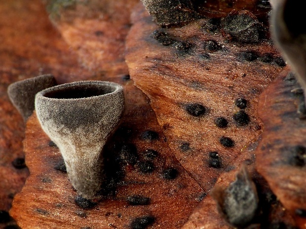 jahňadka smreková Rutstroemia bulgarioides (P. Karst.) P. Karst.