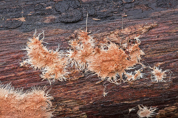 srsťovec strapkatý Steccherinum sp. fimbriatum (Pers.) J. Erikss.