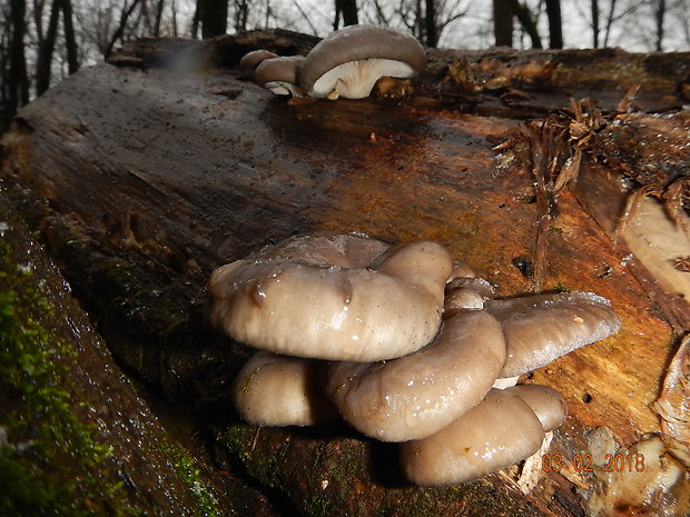 hliva ustricovitá Pleurotus ostreatus (Jacq.) P. Kumm.