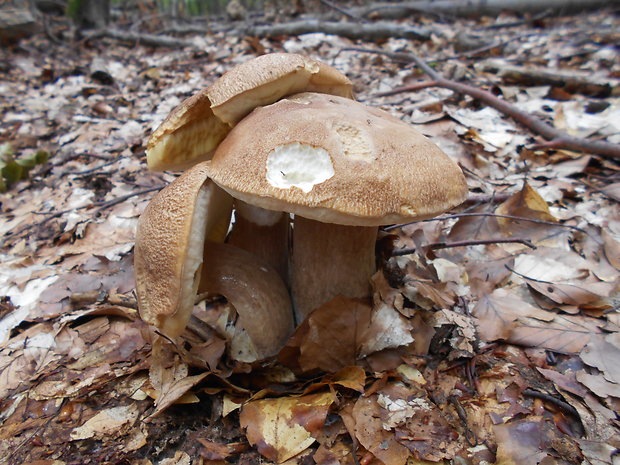 hríb dubový Boletus reticulatus Schaeff.