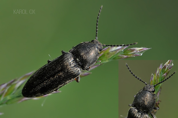 kováčik Cidnopus pilosus