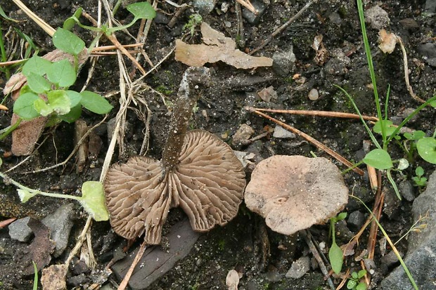 hodvábnica Entoloma sarcitum (Fr.) Noordel.