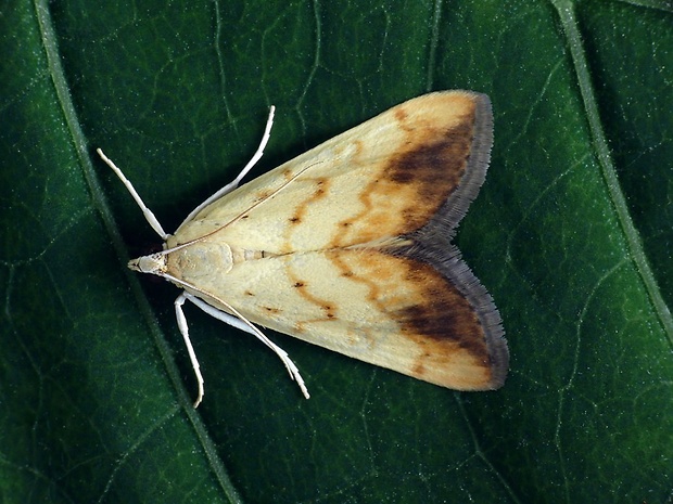 vijačka šešulová (sk) / zavíječ šešulový (cz) Evergestis extimalis Scopoli, 1763