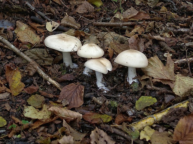 šťavnačka Hygrophorus sp.