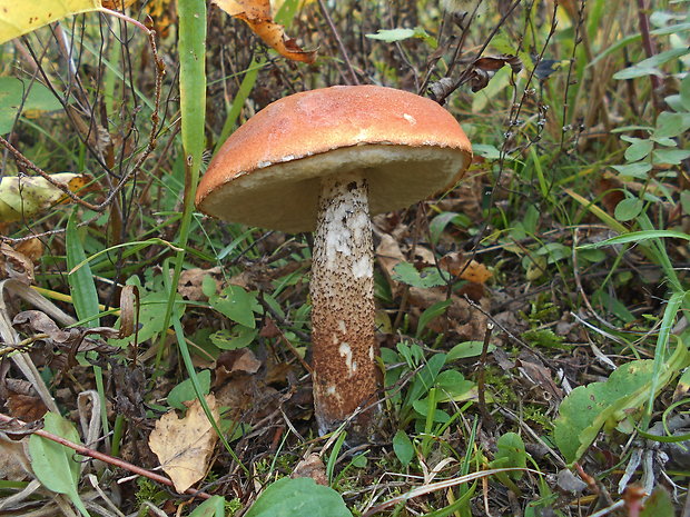 kozák dubový Leccinum aurantiacum (Bull.) Gray