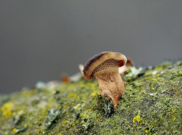 trúdnik zimný Lentinus brumalis (Pers.) Zmitr.