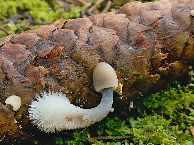 prilbička šišková Mycena strobilicola J. Favre & Kühner