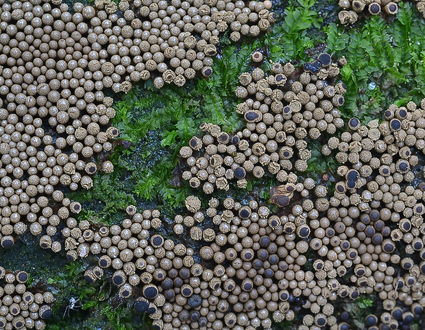 slizovka Myxomycetes