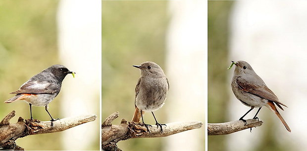 žltochvost domový Phoenicurus ochruros