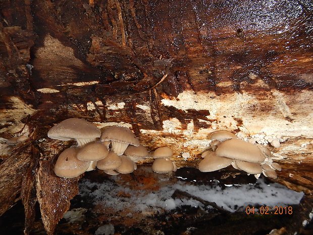 hliva ustricovitá Pleurotus ostreatus (Jacq.) P. Kumm.