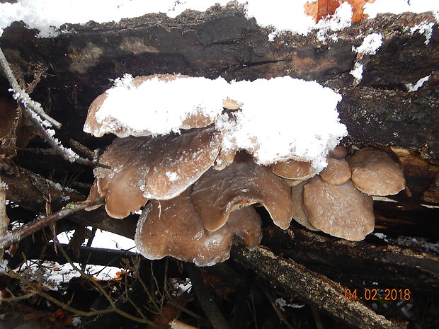 hliva ustricovitá Pleurotus ostreatus (Jacq.) P. Kumm.