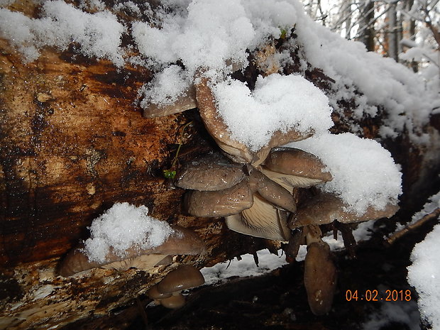 hliva ustricovitá Pleurotus ostreatus (Jacq.) P. Kumm.