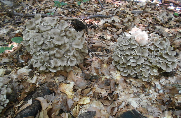 trúdnik klobúčkatý Polyporus umbellatus (Pers.) Fr.