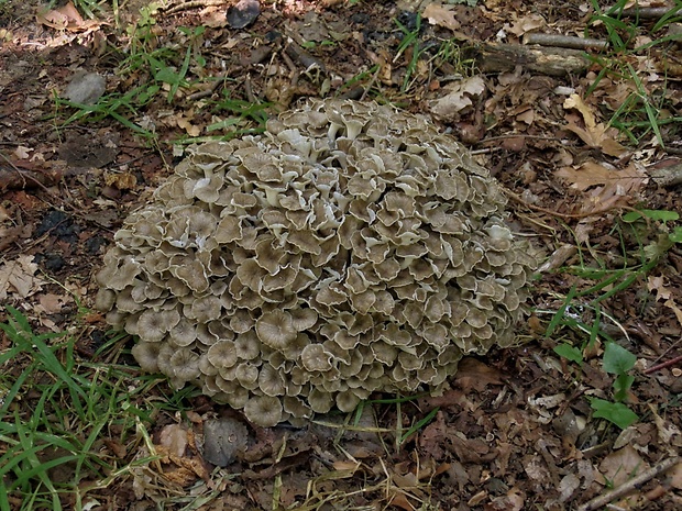 trúdnik klobúčkatý Polyporus umbellatus (Pers.) Fr.