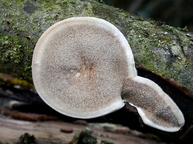 trúdnikovec chlpatý Trametes hirsuta (Wulfen) Lloyd