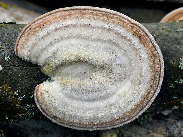 trúdnikovec chlpatý Trametes hirsuta (Wulfen) Lloyd