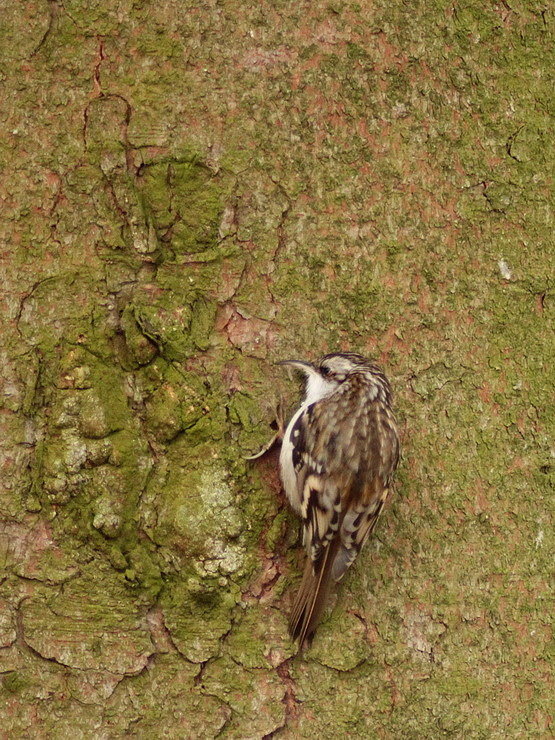 kôrovnik dlhoprstý Certhia familiaris