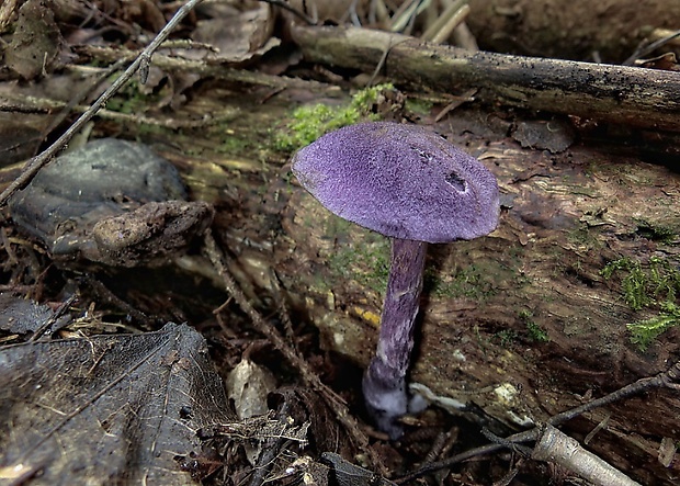 pavučinovec hercýnsky Cortinarius hercynicus (Pers.) M.M. Moser