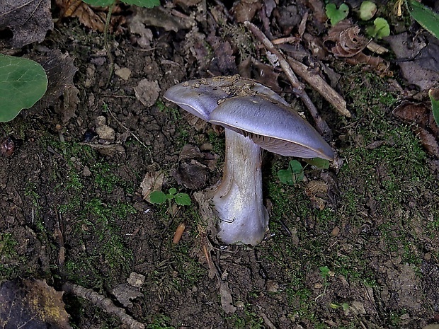 pavučinovec Cortinarius sp.