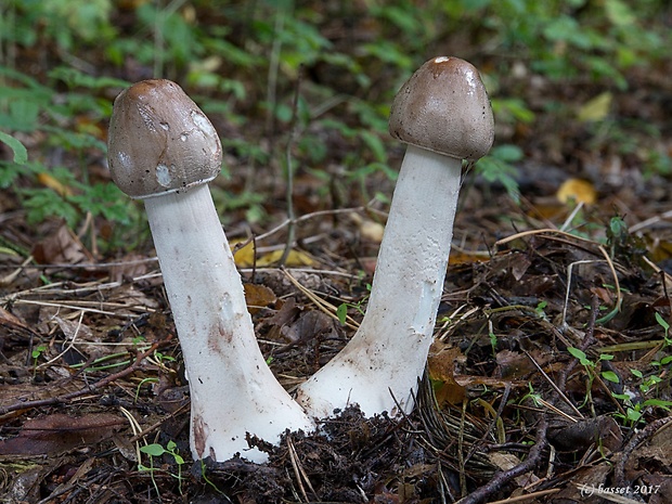 bedľa vysoká Macrolepiota procera (Scop.) Singer