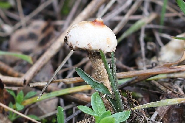 stopkovec zimný Tulostoma brumale Pers.