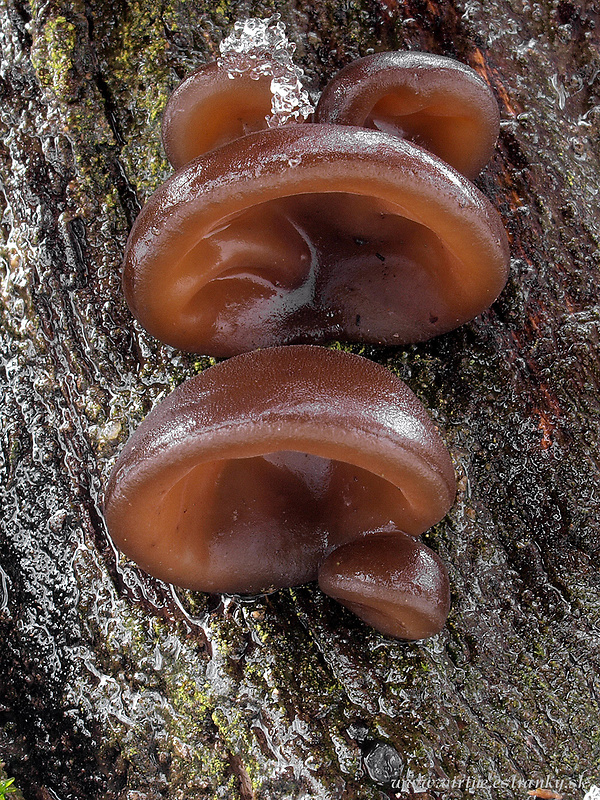 uchovec bazový Auricularia auricula-judae (Bull.) Quél.