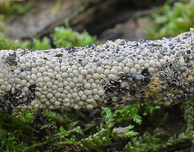 dvojkožka Diderma sp.