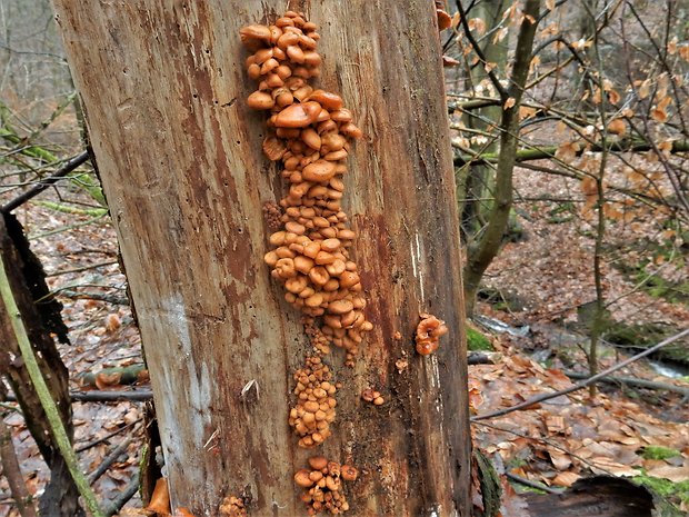 plamienka Flammulina sp.