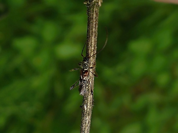 fuzáč polokrovkový   /   tesařík polokrový Molorchus minor Linnaeus, 1758