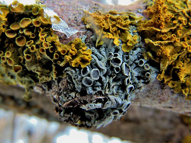 fyscia-diskovník murový Physcia sp.-Xanthoria parientina