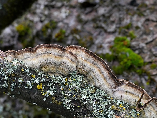 lofária tmavá Porostereum spadiceum (Pers.) Hjortstam & Ryvarden