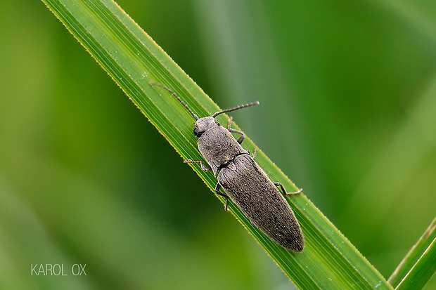 kováčik Synaptus filiformis