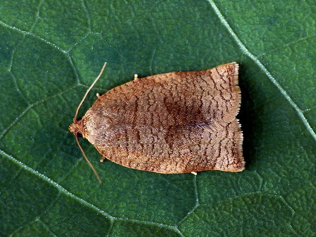 obaľovač hnedastý (sk) / obaleč růžový (cz) Archips rosana Linnaeus, 1758