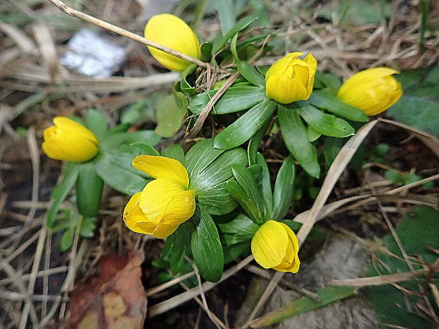 tavolín zimný Eranthis hyemalis (L.) Salisb.