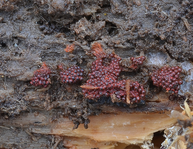 vlasovníčka Hemitrichia sp.