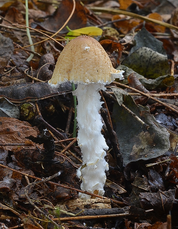 bedlička vlnatá Lepiota clypeolaria (Bull.) P. Kumm.