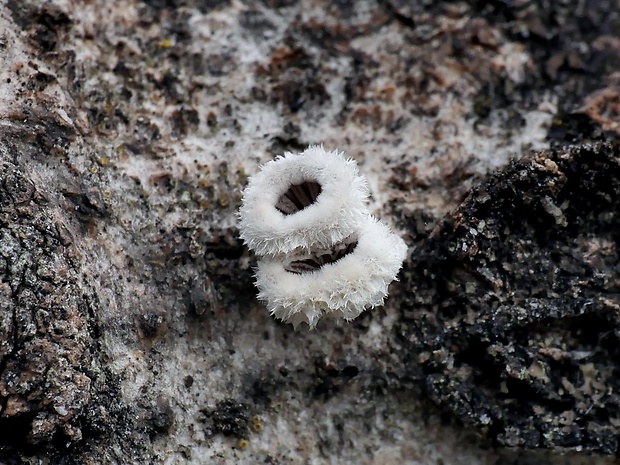 klanolupeňovka obyčajná Schizophyllum commune Fr.